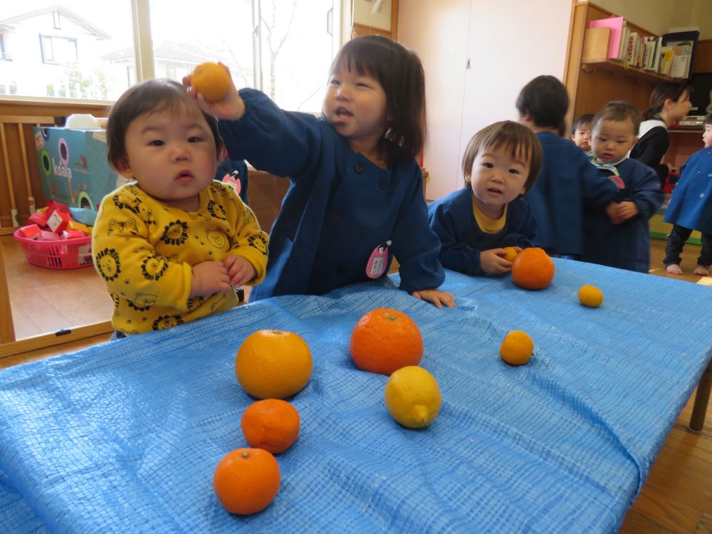 ある先生がいろいろな柑橘を持ってきてくれました。

ちょうど食育の日が近いこともあり、ウサギぐみのみんなに見せてあげよう！とお部屋にもっていくと・・・

みんな一斉に寄ってきて、それぞれ手に取って触り始めました。

「みて～！みかん～！」