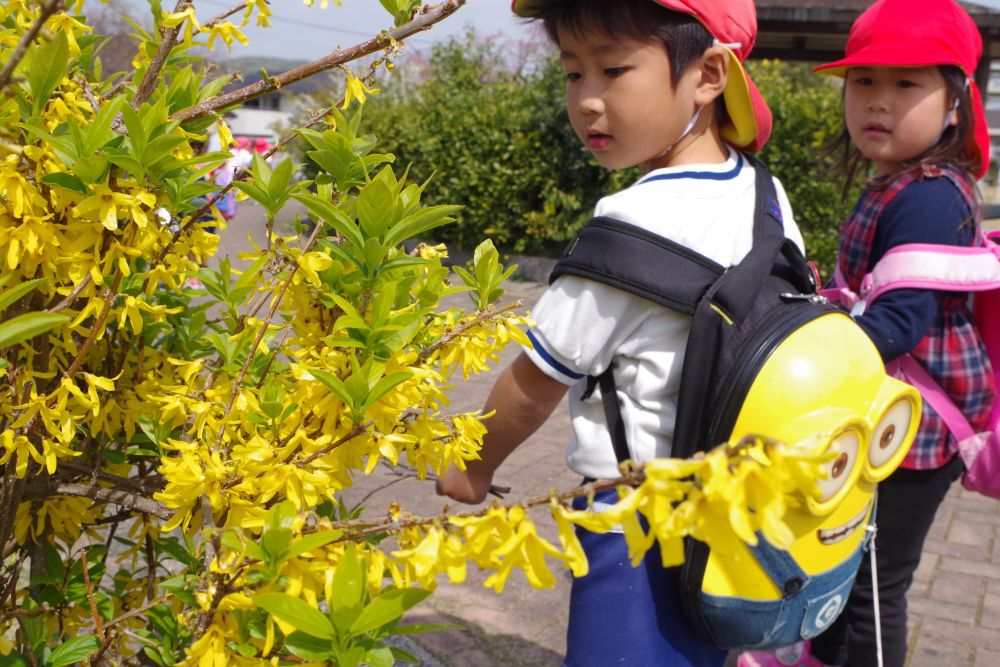 桜に雪柳に・・・と、お花もいっぱいの東尾道公園

「なんかこの花、バナナみたい！！」
レンギョウを見つけてHくん

「でもバナナのにおいしない…」
と、ちょっとがっかり(笑)