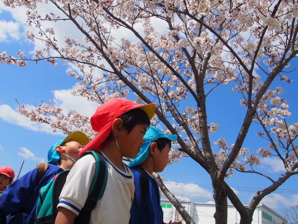 青空、桜、春風・・・
全部がみんなを歓迎してくれているようです