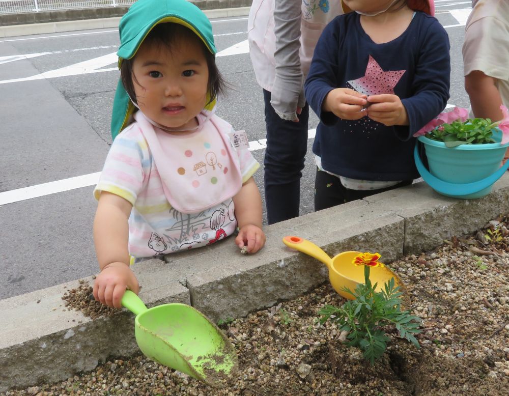 尾道市緑化推進委員会から頂いた花の苗を植えました🌼
花壇に植えたり・・・