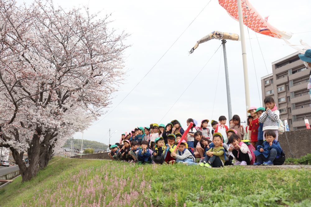 黒崎水路のこいのぼりと桜をバックにゆるぅ～く集合写真

教育認定さんが登園して・・　満開になったらまた撮ろうね！
