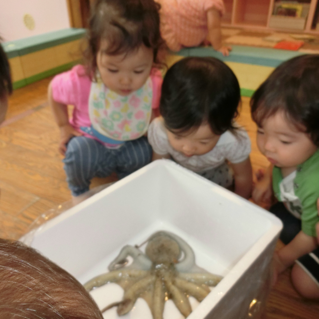 タコ