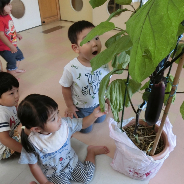 夏野菜