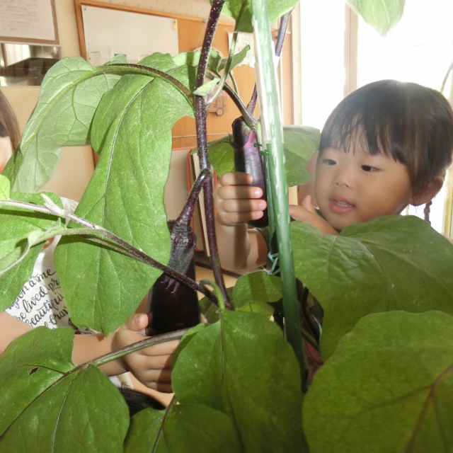 夏野菜
