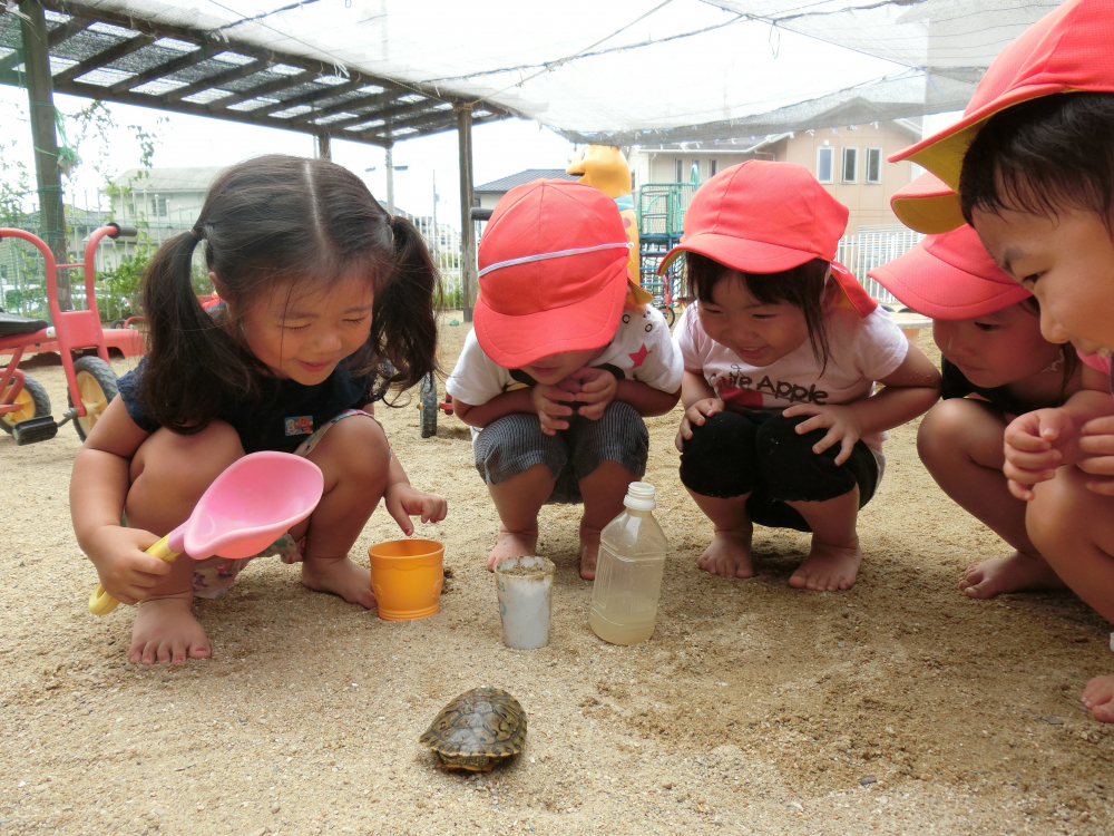 今日は・・観光客・・多いな~(カメの気持ちより)
