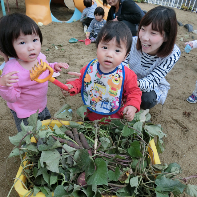 0歳児さんも・・お芋ほり(^.^)/~~~