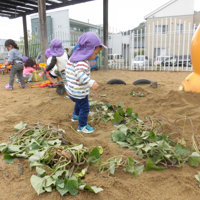 1歳児さんもお芋ほりしたよ～ヽ(^。^)ノ
