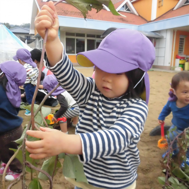 1歳児さんの・・お芋ほり(*^^)v