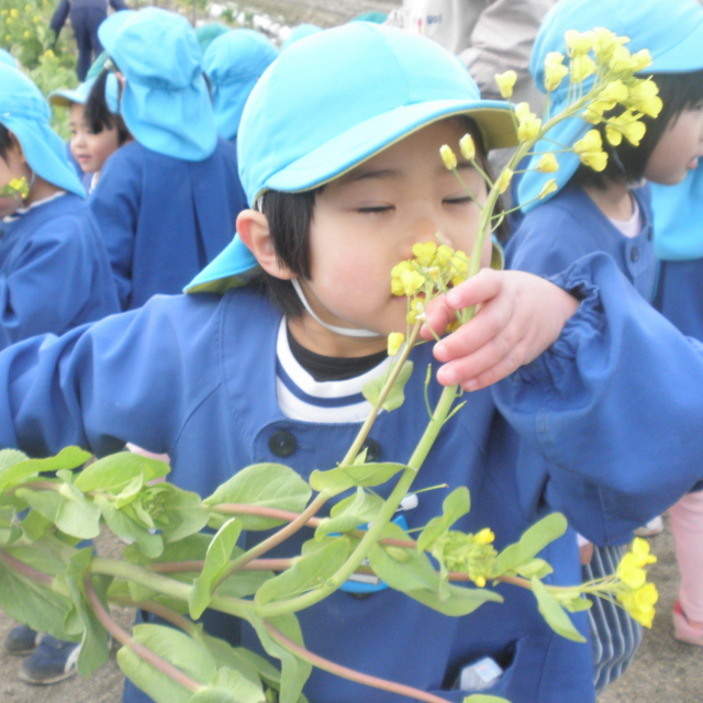 ＊　３・４歳児　菜の花ってどんな花？　＊