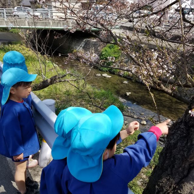 満開　桜土手