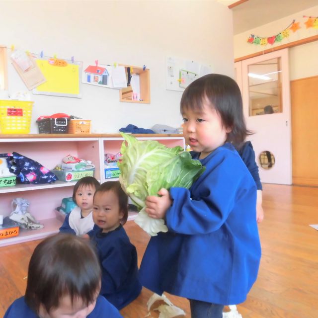 4月　食育の会　「きゃべつを触ったよ」　ヒヨコくみ②