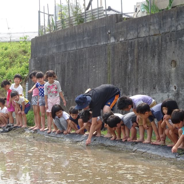 ＊　５歳児　田植え①　＊