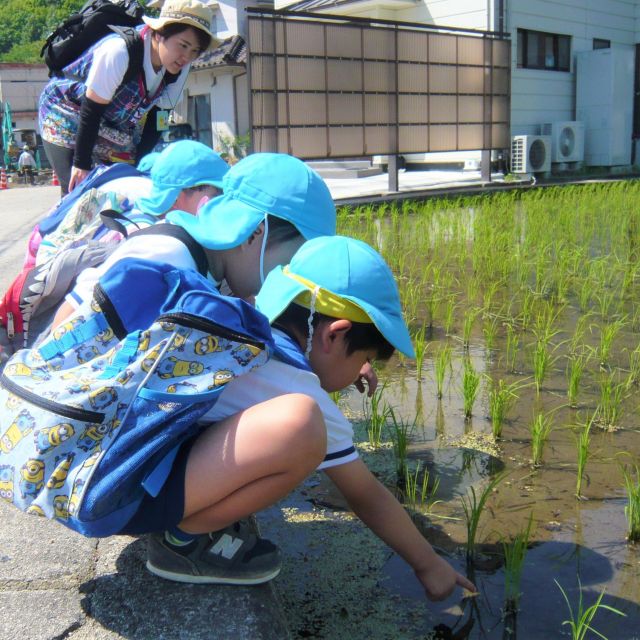 ＊　4歳児　菜園活動(つちグループ)　＊