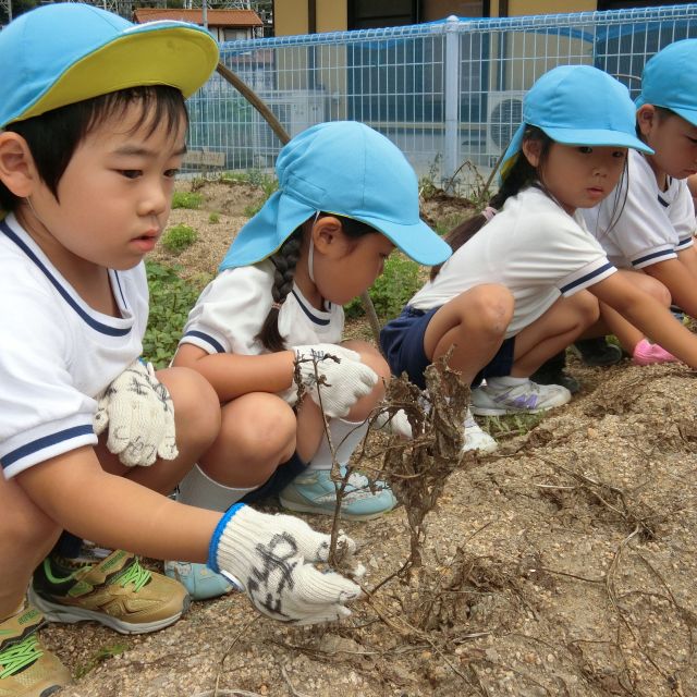 ＊　4歳児　菜園活動（みずグループ）　＊