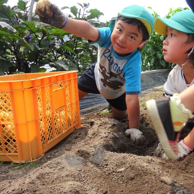 ＊　５歳児　じゃがいもほり②　＊