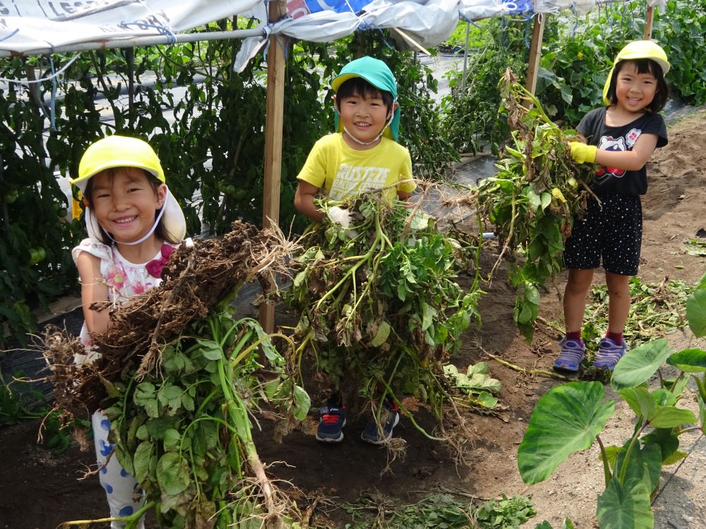 じゃがいもの茎をみんなで運ぶ・・・