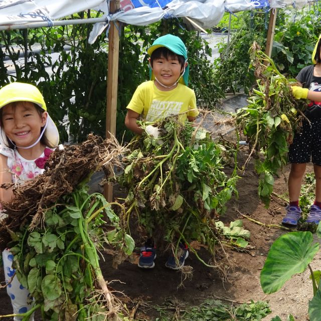 ＊　５歳児　じゃがいもほり③　＊