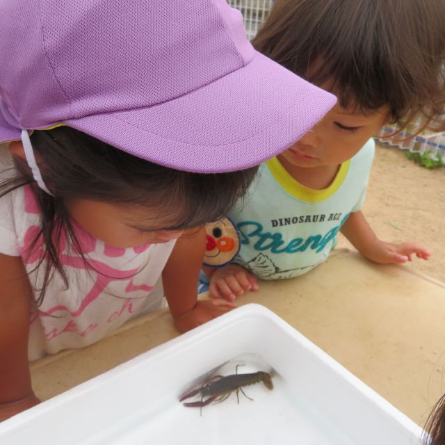 ザリガニが来たよ