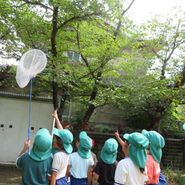 せみのこえ　5歳児