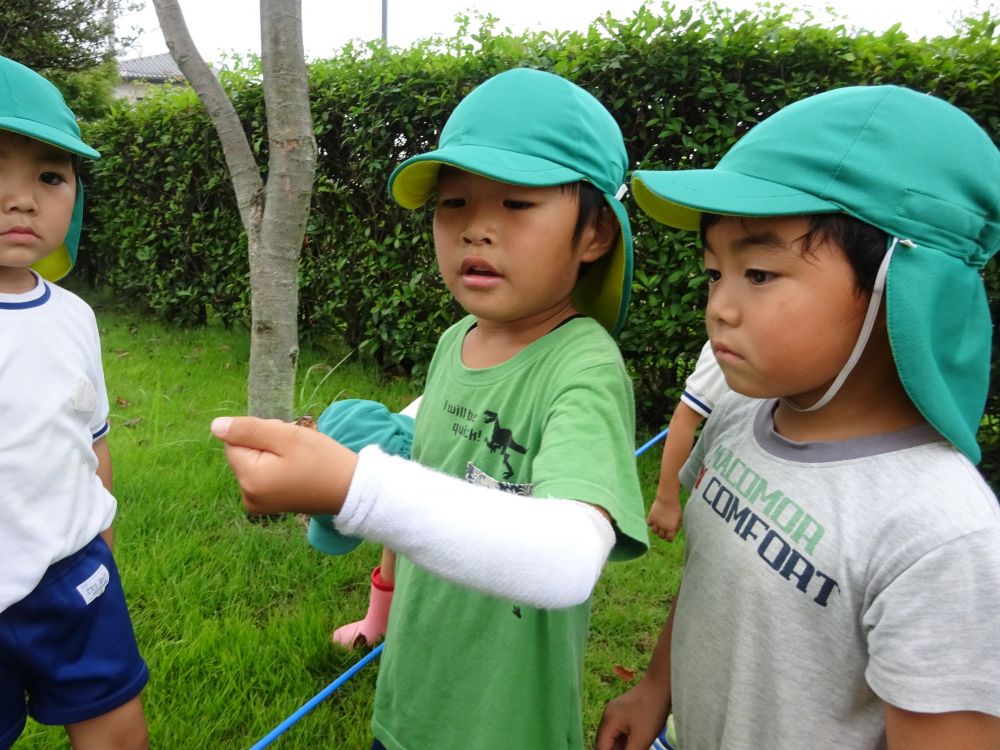 コオロギもたくさん居たね

＊鈴虫、コオロギなど、秋の虫がいましたら、是非園で子どもたちとお世話をさせて下さい‥
お待ちしております♪