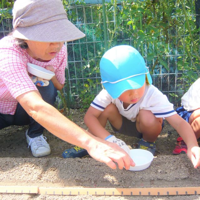 ＊　４歳児　菜園活動 (つちグループ)　＊