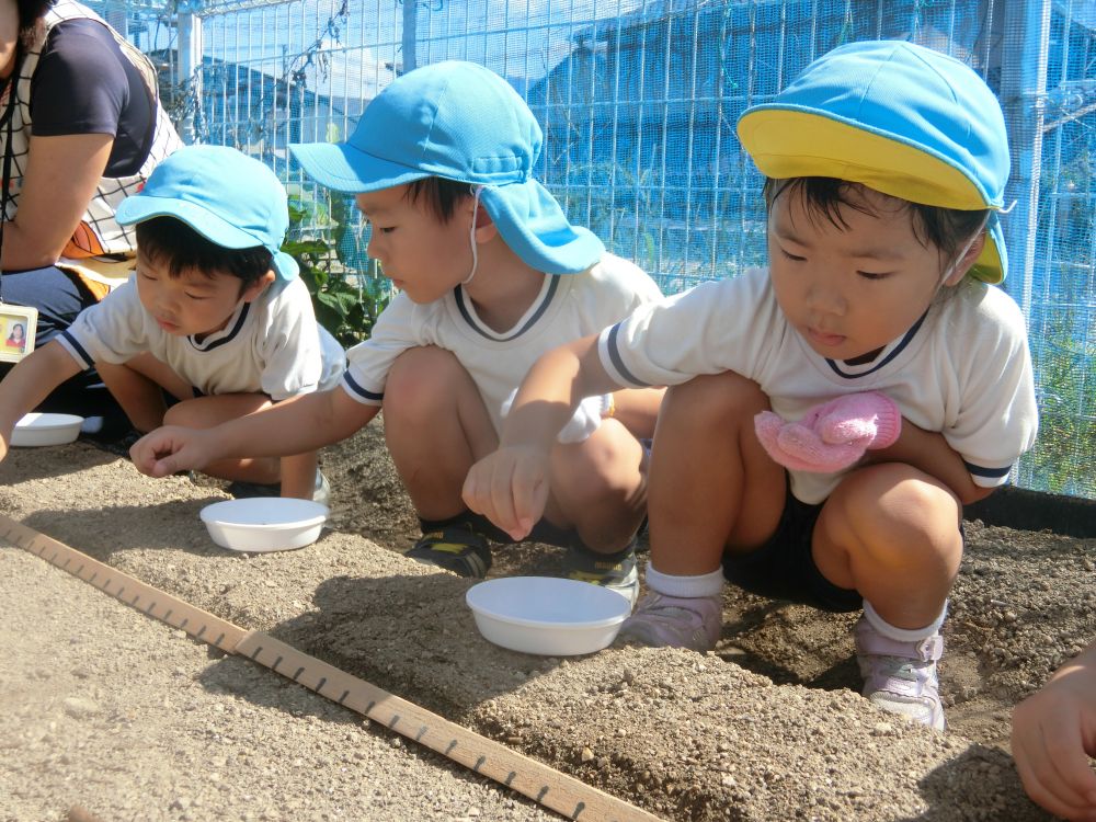 大根の種を印に合わせて、置き優しく砂をかぶてあげる。
小さい種を優しく扱い、みんな上手に植える事ができました。
収穫が楽しみだね☆