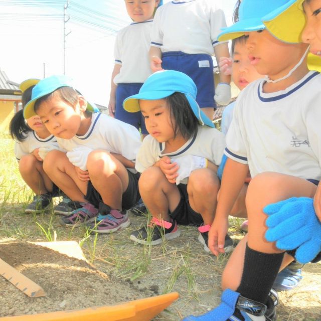 ＊　４歳児　菜園活動　（おひさまグループ）　＊