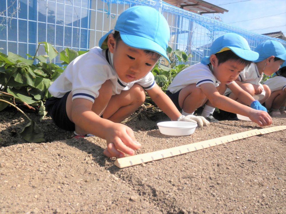 そーっと、そーっと・・・
赤くて茶色っぽい種を大切に持ち、教えてもらった通り植えていきます。

｢おおきいだいこんになってね♡｣

愛情込めて大切に植えました。
