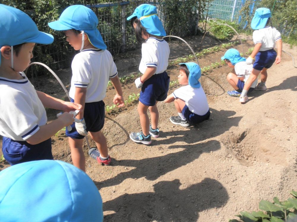 活動が終わり、いきいき畑を見渡してみると、一番早く大根を植えた【つちグループ】さんの
大根がもう芽を出して少し大きくなっていました。

｢せんせーみてみて、もうこんなにおおきくなっとるよ。おひさまグループさんも
おおきくなるかな♪｣

きっと大きくて美味しい大根になるよ♡

収穫が楽しみだね！


