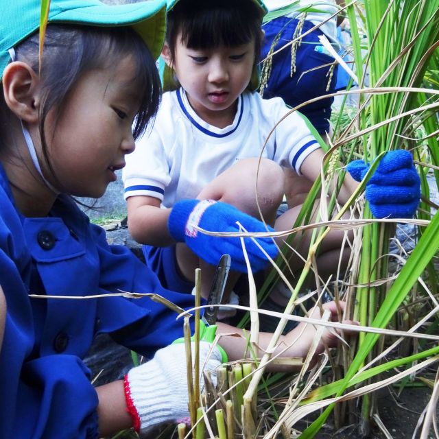 ＊　５歳児　稲刈り　＊