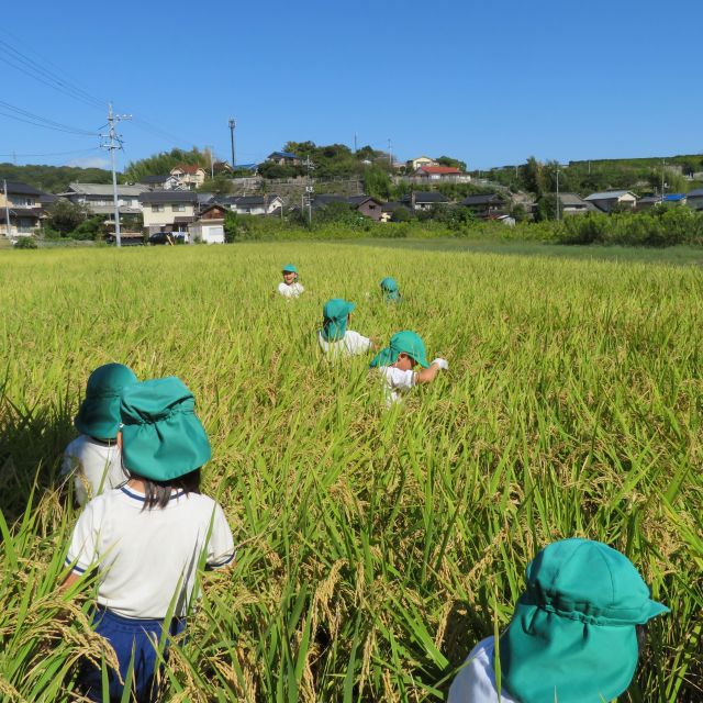 稲刈り　＊5歳児＊