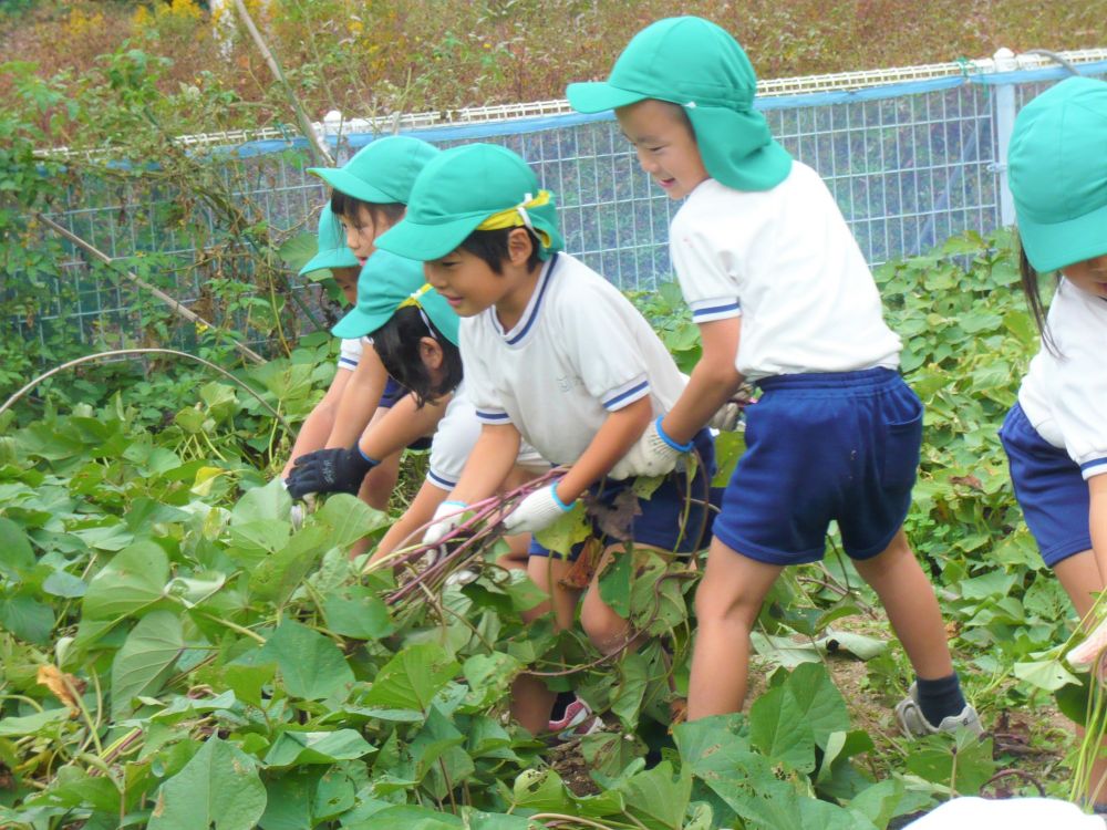 今日は、春に苗を植えた【さつまいも】の収穫です！
５ヶ月経ち、どのくらい生長しているかな、と楽しみにして、久しぶりのいきいき畑へ・・・
「ここが今日、みんなに収穫してもらうところだよ」と伝えると、
「葉っぱがすごい増えとる！」
「土が見えな～い」
と、さつまいもの葉やツルの生長に驚きの声が・・・
「さつまいもはどこにあるの？」と聞くと、
「土の中！！」と子どもたち。
さぁ、ツルを引っ張って【さつまいも掘り】の始まりです♪