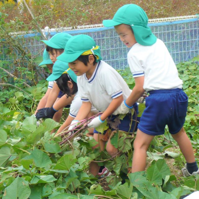 ＊　５歳児　菜園活動（かぜグループ）　＊