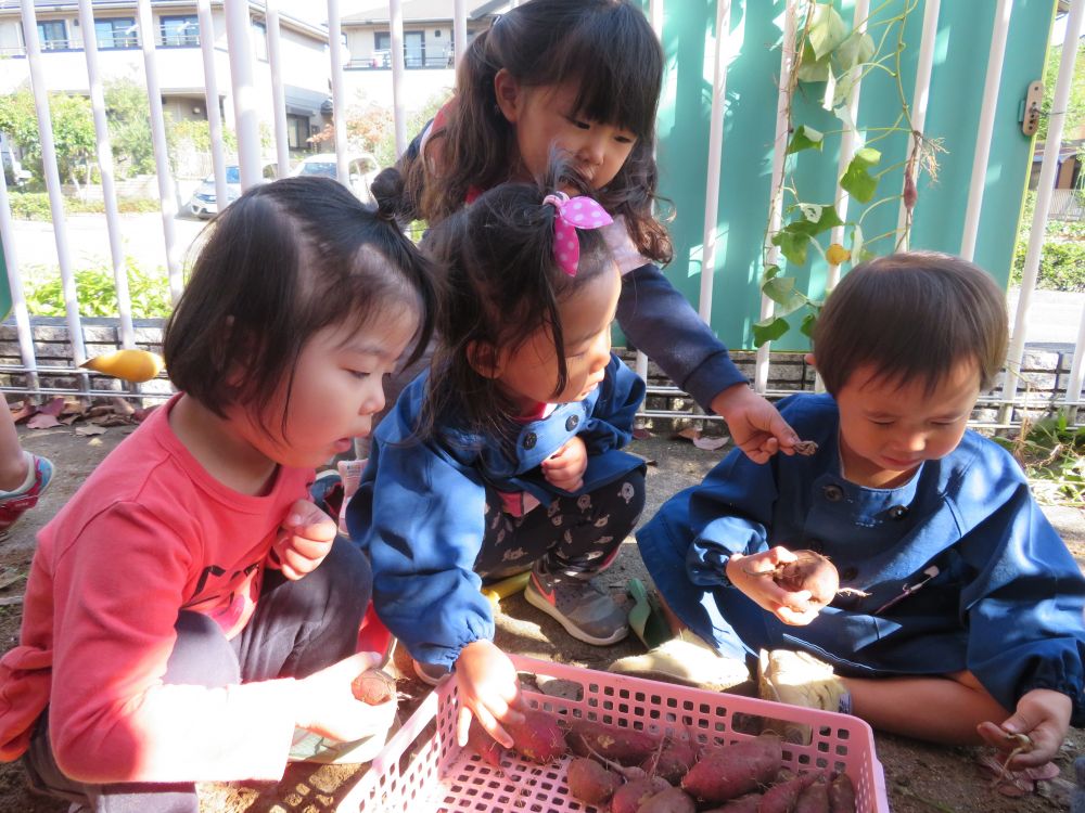 「いっぱいとれたね～」
「あっちにもおちとるよ～」
「かごにいれとこ」

みんなでほったお芋大事にかごに入れておくことに。