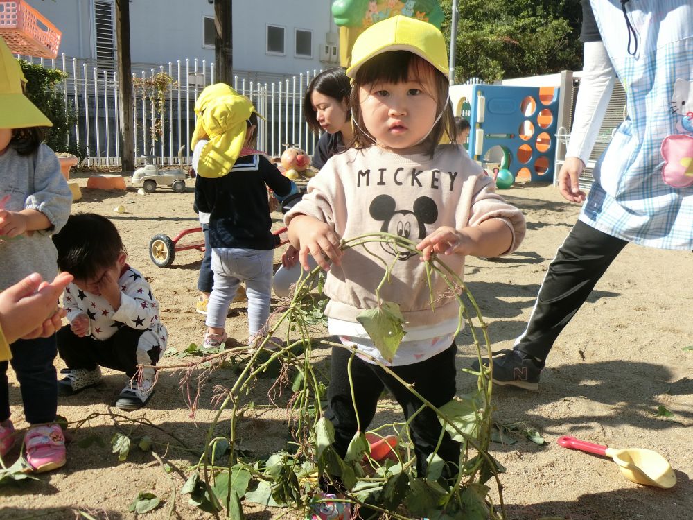 クマぐみさんが掘ったおいもやツルを今度はヒヨコぐみさんに。

不思議そうにお芋に触ったり、つるを引っ張ったり、葉っぱのついたおいもに実際に触って感触を味わいました。