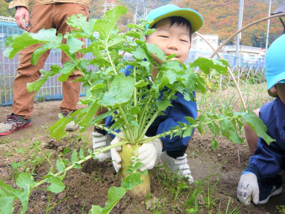 ゾウ組さん、最後の菜園活動は【大根の収穫】です。
９月に、小さな種を植えてから３ヶ月・・・。
どんな風に生長しているかワクワクしながら、いきいき畑への道のりを歩いて行きます。
実際に大根を見るまでは、「いのししに食べられてるかも・・・」と心配する子もいました。
畑に到着して、長く伸びた葉や土から少しだけ顔を出す大根を見て、大喜びした子どもたち。立派に生長してくれて、良かったね♡

さあ、たくさん収穫しよう！！