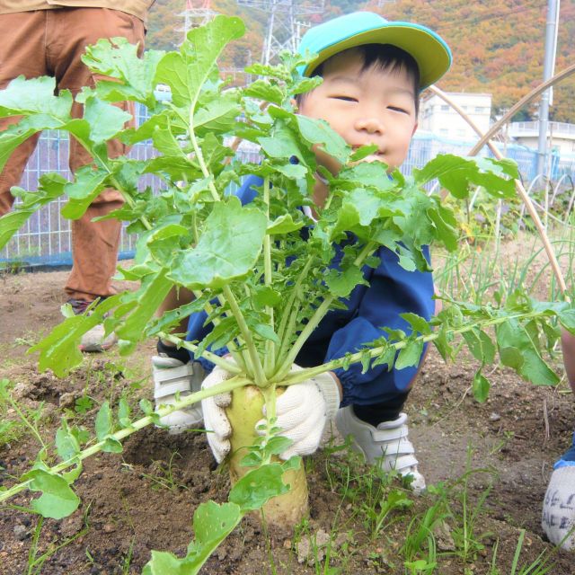 ＊　４歳児　菜園活動（つちグループ）　＊