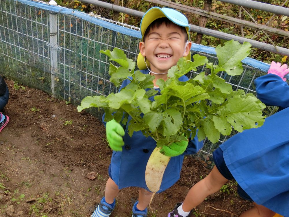 軍手もスモックも靴も、色んなところが泥んこになりながらの収穫。
でもそんなことは気にしない☆
みんなで助け合い、たくさんあった大根もあっという間に収穫できました♡

保育園へ持って帰って、給食でおいしく食べようね♪