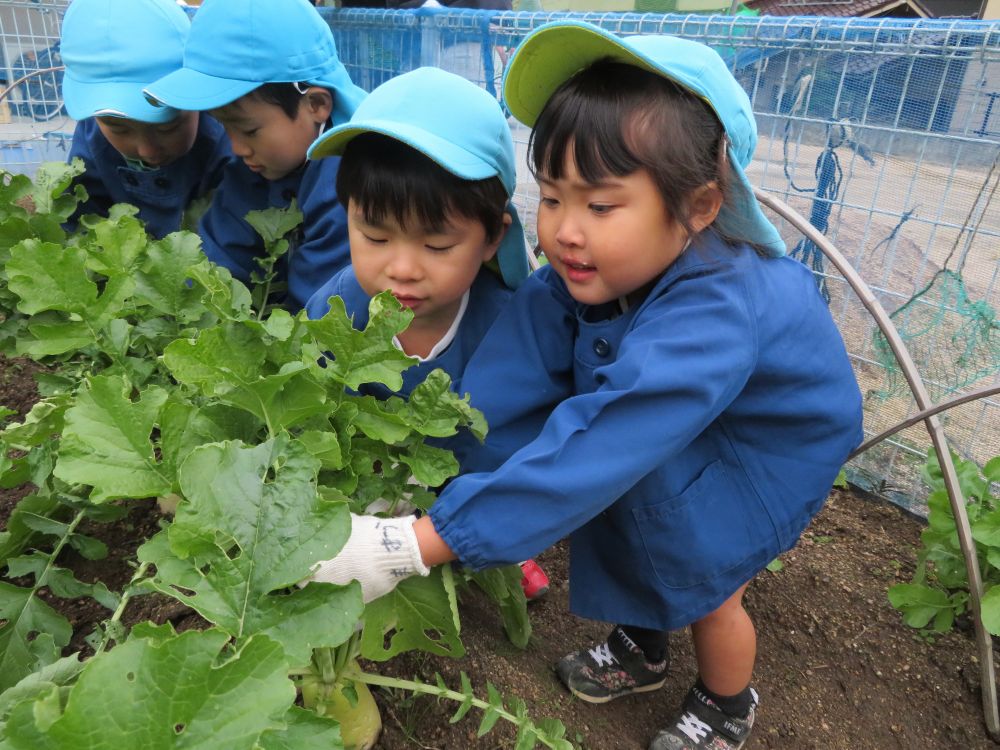 葉っぱを手でまとめて、引っ張る！
抜けにくい時は、グルグルと回すと抜きやすいよ！
それでも抜けない時には、みんなで協力しながら収穫していました☆