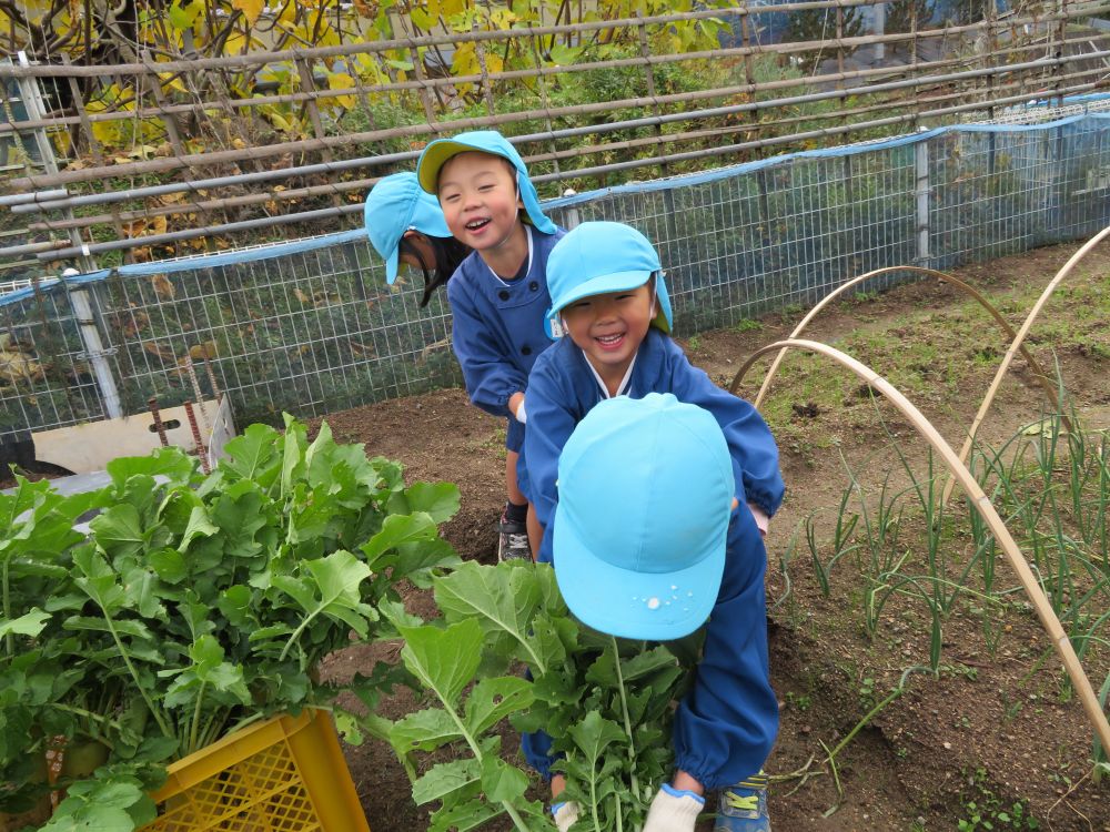 それでも抜けない大根は、こんな方法を試してみたり♪
しりもちをつきながら大きな大根を収穫してくれました！

帰り道は・・・みんなで「ジングルベル」を大合唱♪
発表会の準備も順調です♪

子どもたちが収穫した大根は、給食でいただきます☆