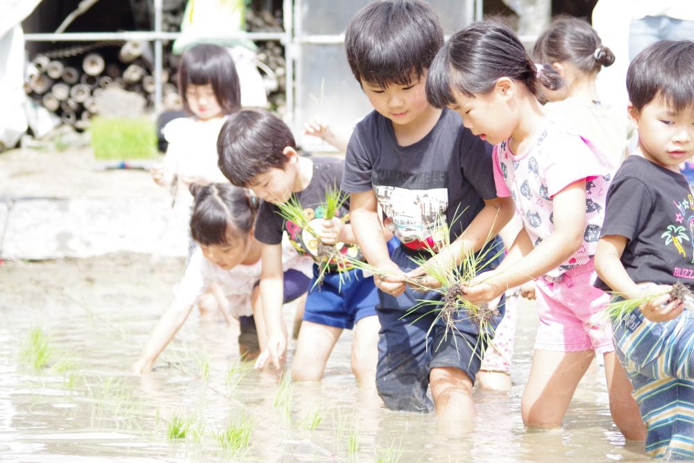 今日はお待ちかねの【田植え】です。
子どもたちは前日からワクワク・ドキドキでしたが、少し天気予報が心配で、

｢せんせー明日は晴れるかなー・・・｣
｢雨が降っても行きたいなー｣

みんなの声が届いたのか、小雨も降りましたがなんとか無事に田植えをすることが出来ました！

