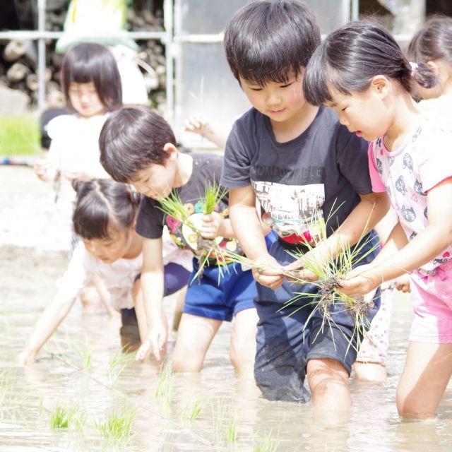 ＊　5歳児　田植え　（ゆめはうす認定こども園・門田認定こども園）　＊