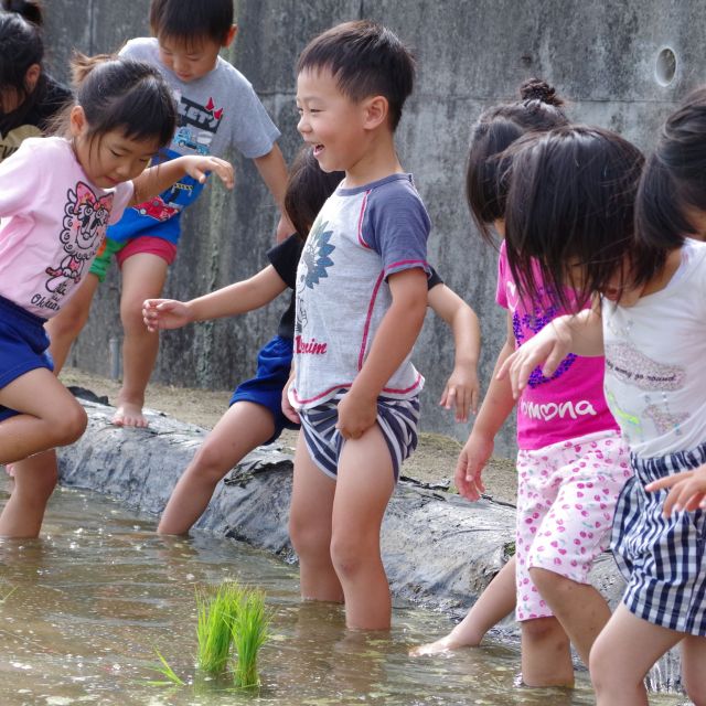 ＊　５歳児　田植え①　＊