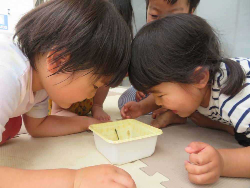 あっという間に、サナギになり・・・

あっという間に、チョウチョになりました。