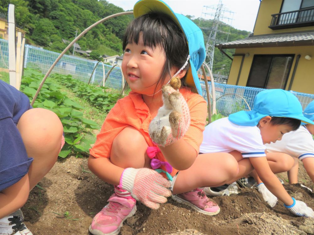 コロナの影響で、5月の菜園活動は中止となっていました。
自粛期間が明け、コロナ対策はしっかり行いつつ、本格的な菜園活動スタートです！

蒸し暑い中での活動でしたが、こまめに水分補給をし、ゆったりと行いました。

いきいき畑に到着すると・・・
「じゃがいもどこ～」と畑の中をキョロキョロ。
収穫を楽しみにしていた様子が伝わります♪

じゃがいもには「メークィン」と「男爵」という種類があることを伝えると、
「ぼくのうちのは長いからメークィンかも！」とおうちのじゃがいもの種類を考えている子もいましたよ。

さぁ！みんなで畑へ入り、じゃがいもを収穫しよう！