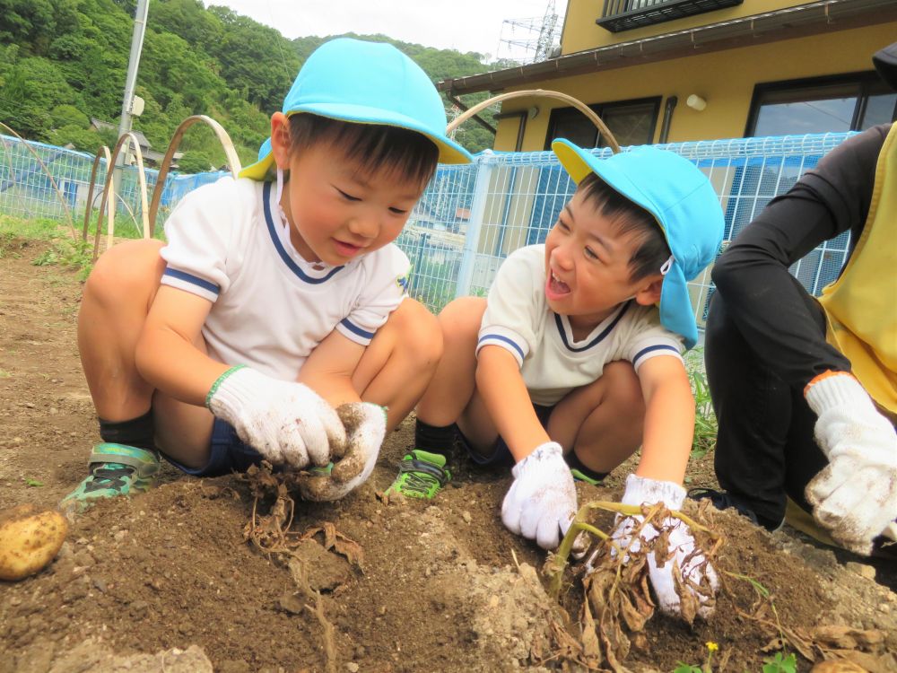 土と区別がつかないほど茶色く枯れた「葉」と「茎」を探して、その下を掘り進めます。
「え～どこにあるの～」と中々見つけられず苦労する姿も見られました。

暑い中、軍手をして手に汗をかきながら、それでも深く深く掘っています。額や鼻の頭にもキラリと汗が光って・・・
やっと出てきたじゃがいもがこんなに小さくても、
「かわいいじゃがいも出てきたよ～」と、この笑顔♡

大きいじゃがいもだったり、小さいじゃがいもだったり、大きさは色々ですが、掘り出した時の喜びは一緒のようです。どこにあるかわからないものを探すのも、宝探しみたいで楽しいのかな？