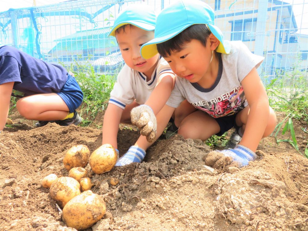 見えているのに中々出てきてくれない、そんな時は・・・
「そっち側掘ってくれる？ぼくはここ掘っていくね」
「ここの土かたいけぇ、この石使おうや」
と、友達と協力したり、土の中から出てきた石を道具にしたり・・・
子どもたちなりに考えて、いろんな方法を試していました。

時間をかけて収穫した、たくさんのじゃがいも。おうちに持って帰ったり、給食やおやつで食べるのが楽しみだね♡