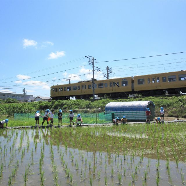 ＊　５歳児　田植えの後の・・　＊