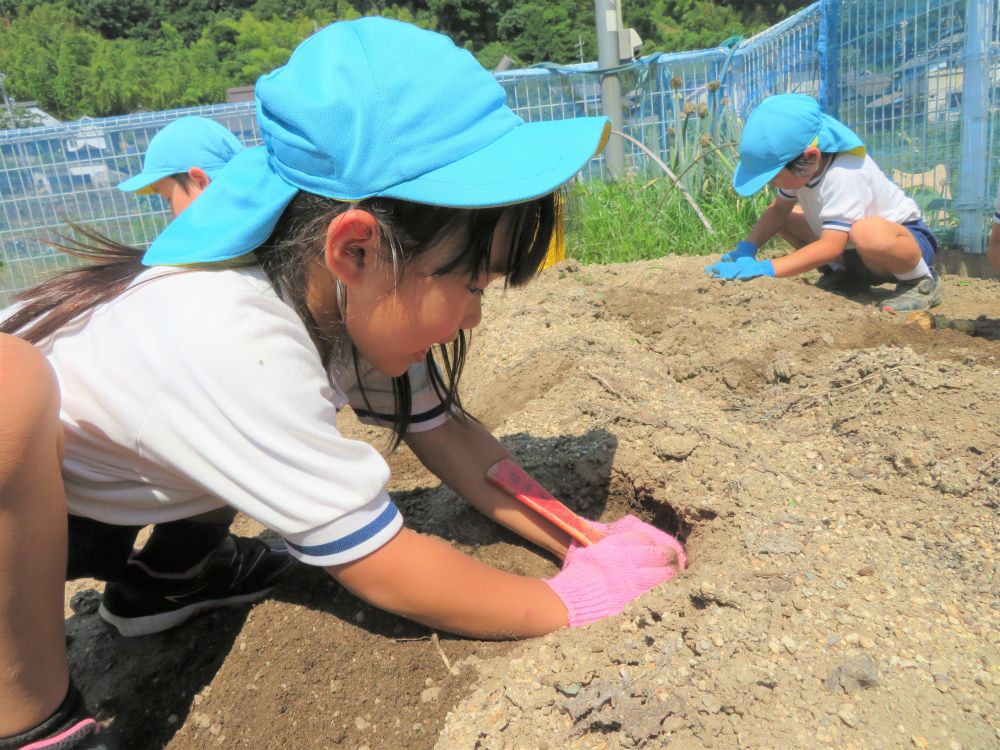 しばらくコロナウィルスの影響で自粛していた菜園活動を再開し、今日はお待ちかねのふたばグループさんの菜園活動に行きました。

コロナの対策はもちろんですが、気温も上がり、熱中症も心配される為しっかり水分補給や休憩を取りながら畑に向かいました。

道中、いろいろな夏野菜を見つけては
｢ほいくえんにもなつやさいうえとるよね♡｣
｢もうおおきくなっとったよ｣
久しぶりのいきいき畑で道中もみんな楽しそう♪

いよいよ収穫です！！