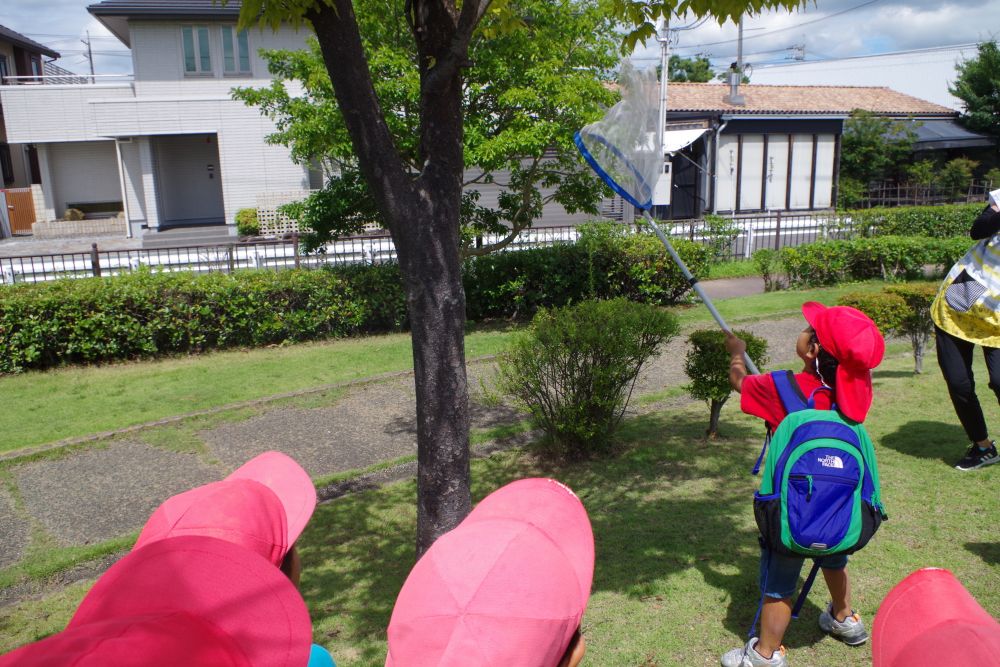 まるでセミのうたみたいに見つけてもなかなかとれないセミ！！(笑)

やっと見つけてもセミに先手をとられて逃げられてしまう先生たちに、

「ちがうちがう！こうするんよ！」
と、Aくんからのアドバイス。

そういうことなら！とバトンタッチしましたが、やっぱりセミの方が一枚上手

「あ・・・・・・！」
逃げられてしまい悲しそうな声が漏れる場面も・・
